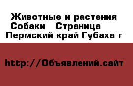 Животные и растения Собаки - Страница 14 . Пермский край,Губаха г.